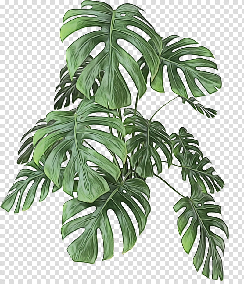 monstera deliciosa leaf plant houseplant flower, Watercolor, Paint, Wet Ink, Tree, Alismatales, Flowering Plant, Arrowroot Family transparent background PNG clipart
