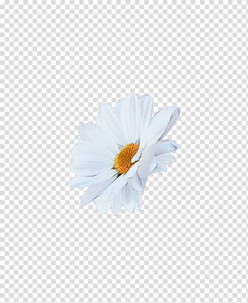 Daisy, Watercolor, Paint, Wet Ink, White, Flower, Petal, Gerbera transparent background PNG clipart