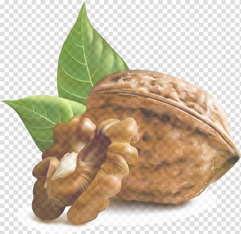 nut plant walnut southern magnolia nuts & seeds, Nuts Seeds, Food, Flower, Magnolia Family transparent background PNG clipart