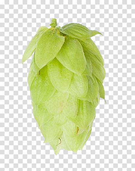 Beer, Saaz Hops, Brewery, Cascade, Malt, Brewmaster, Farnesene, Bitterness, Myrcene transparent background PNG clipart