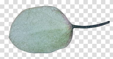 Foliage, green leaf transparent background PNG clipart