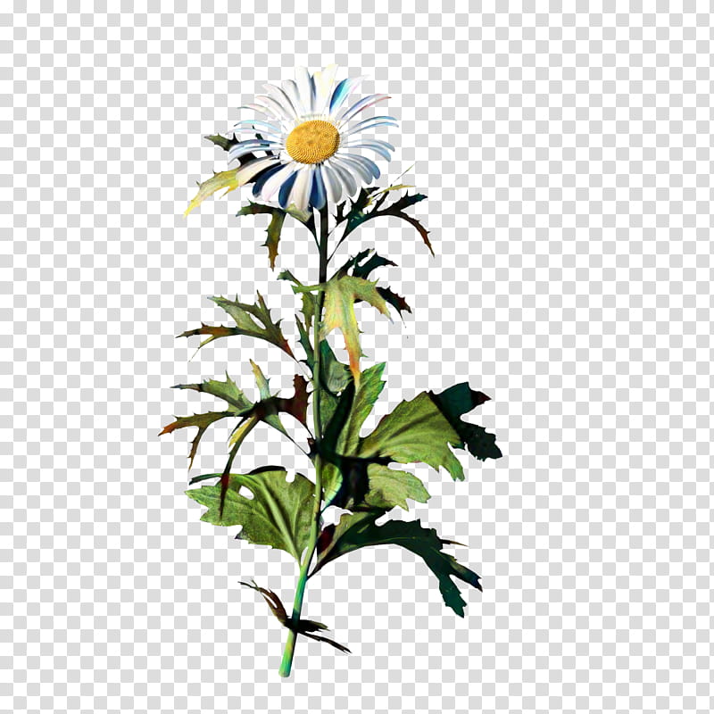 Sunflower, Oxeye Daisy, Common Daisy, Chamomile, Plants, Chrysanthemum, Roman Chamomile, Marguerite Daisy transparent background PNG clipart