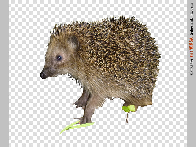 hedgehog , brown porcupine transparent background PNG clipart