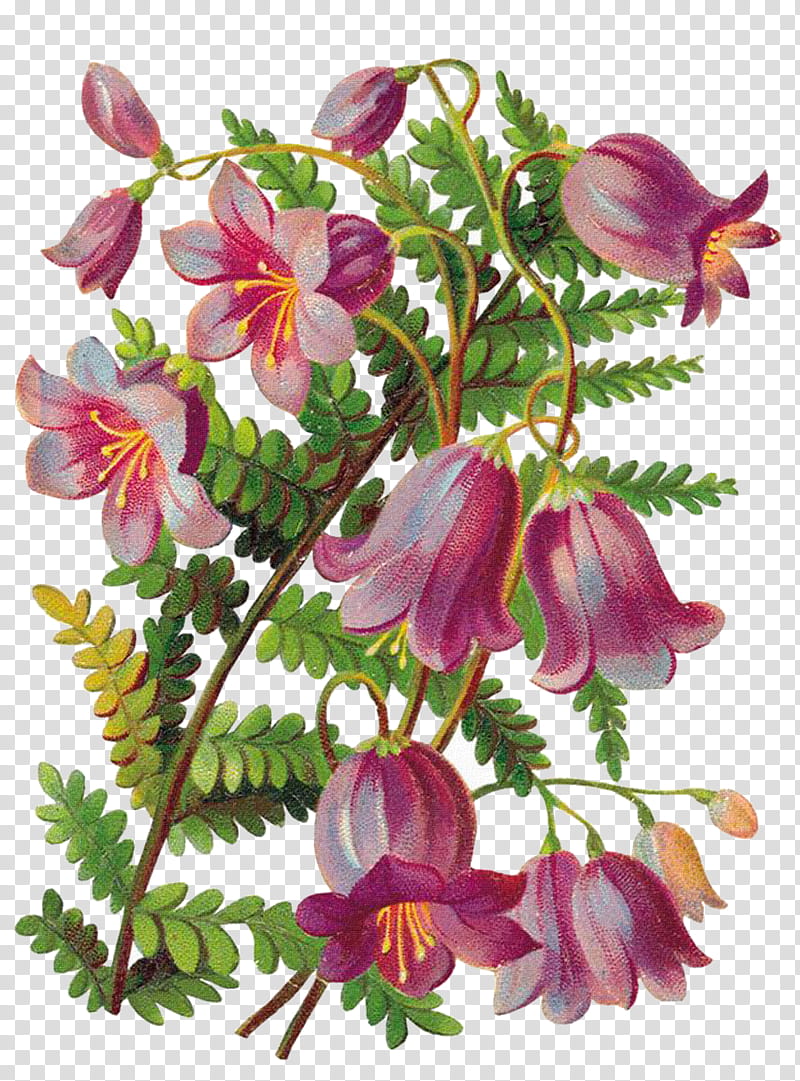 Floral Flower, Floral Design, Decoupage, Drawing, Painting, Floristry, Flower Bouquet, Blume transparent background PNG clipart