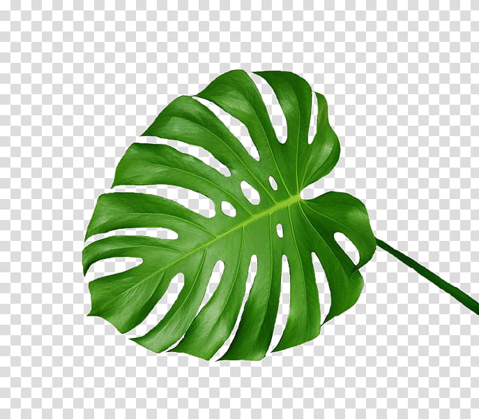 Green aesthetic, green leaf transparent background PNG clipart