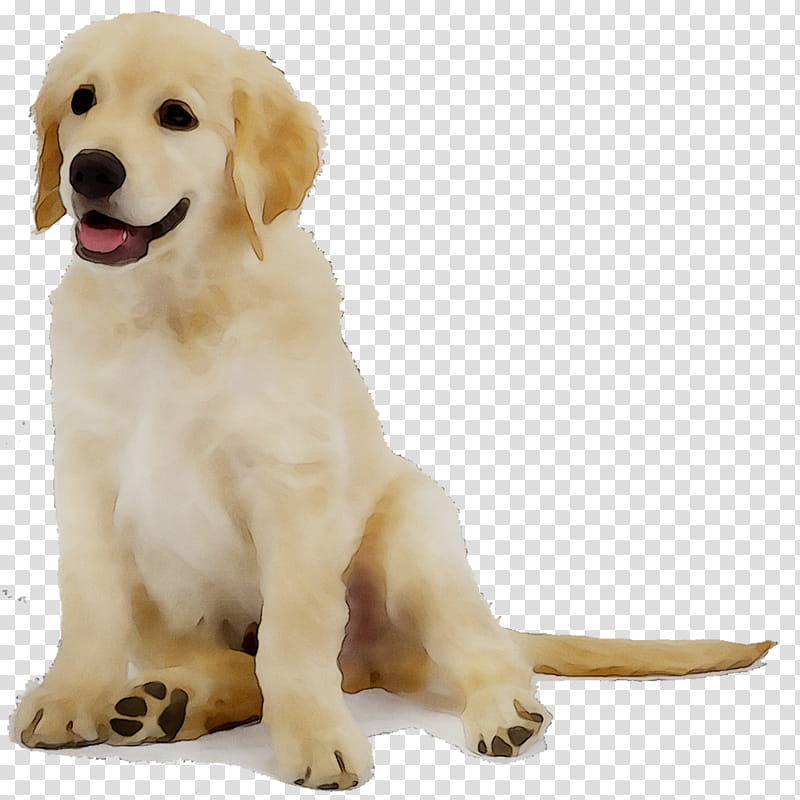 Golden Retriever, Labrador Retriever, Puppy, Companion Dog, Visual Software Systems Ltd, Breed, Crossbreed, Snout transparent background PNG clipart