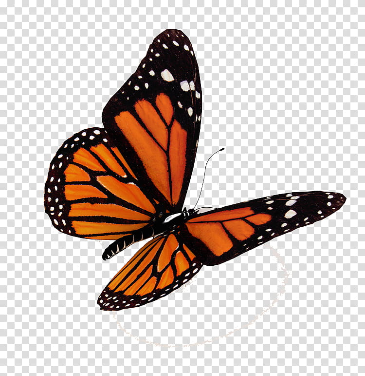 Butterfly s, black and orange butterfly illustration transparent background PNG clipart