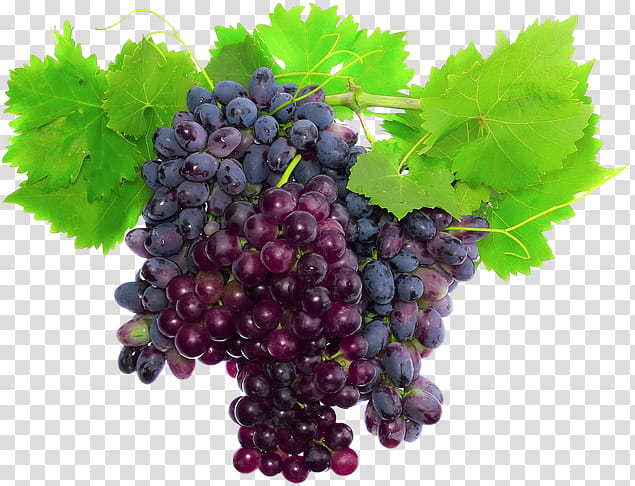 Grape, Muscat, Wine, Merlot, Harvest, Raisin, Winemaking, Alamy transparent background PNG clipart