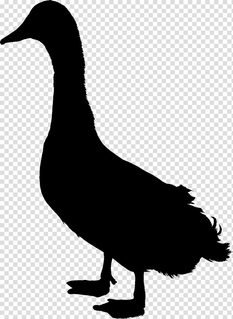 Bird Silhouette, Duck, Goose, Fowl, Feather, Beak, Water Bird, Ducks Geese And Swans transparent background PNG clipart