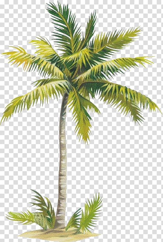 Coconut Tree Drawing, Sticker, Mural, Wall Decal, Pinanga, Room, Nursery, Beach transparent background PNG clipart