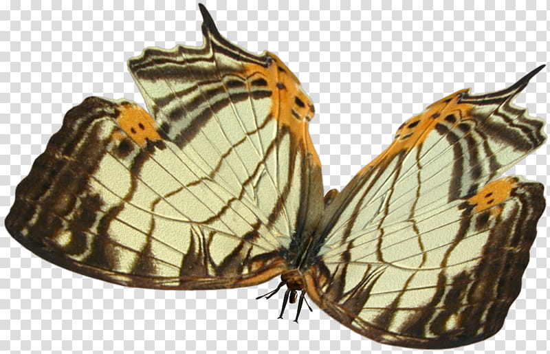 butterfly, Eastern tiger swallowtail butterfly transparent background PNG clipart