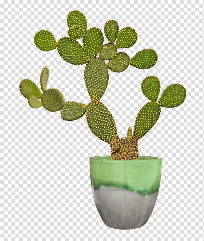 Cactuses and Plants, green cactus plant potted on green pot transparent background PNG clipart
