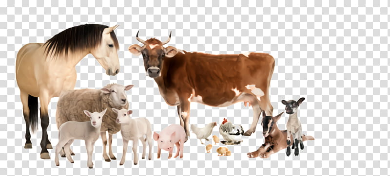 herd bovine goats cow-goat family goat, Cowgoat Family, Live, Wildlife, Goatantelope transparent background PNG clipart