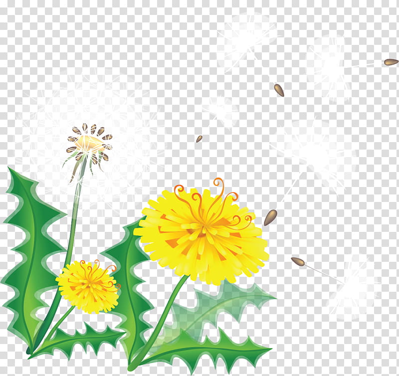 Flower Borders, BORDERS AND FRAMES, Common Dandelion, Dandelion Coffee, Taraxacum Platycarpum, Yellow, Plant, Chamomile transparent background PNG clipart