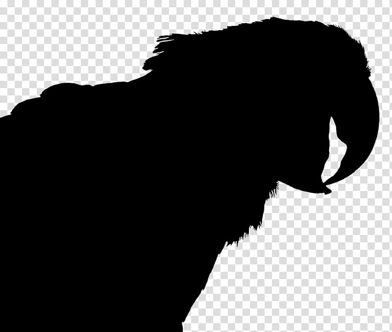 Dog Silhouette, Kinoteatr Art, Russian National Research Medical University, Caramello Beauty Salon, Saint Petersburg, Nikolay Pirogov, Black, White transparent background PNG clipart