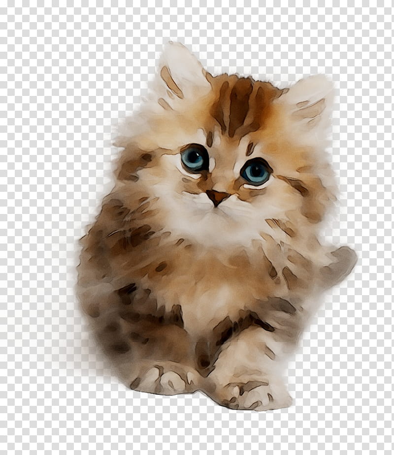 Forest, Kitten, Persian Cat, Asian Semilonghair, Cymric, Ragamuffin Cat, Norwegian Forest Cat, Napoleon Cat transparent background PNG clipart