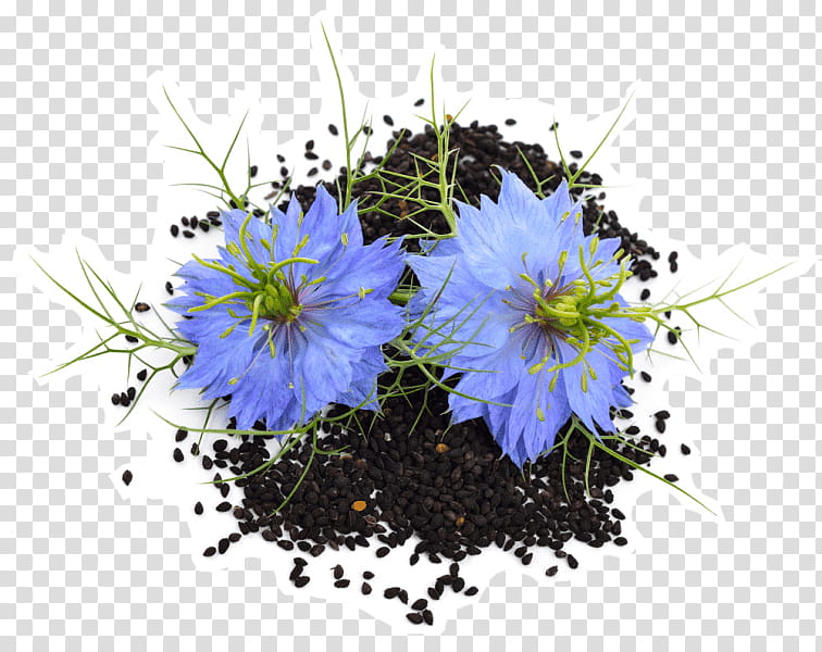 Flower Love, Fennel Flower, Sativum, Loveinamist, Cumin, Seed, Thymoquinone, Oil transparent background PNG clipart