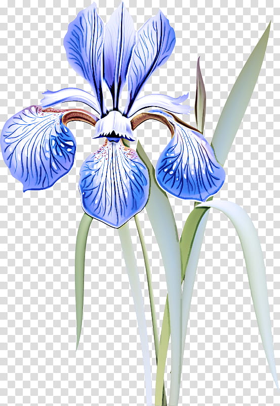 flower blue plant eye iris, Petal, Iris Versicolor transparent background PNG clipart