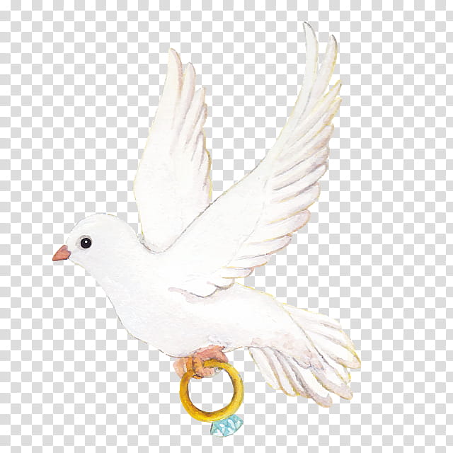 Wedding Love, Pigeons And Doves, Homing Pigeon, Bird, Wedding Ring, Marriage, Wedding Dress, Bride transparent background PNG clipart