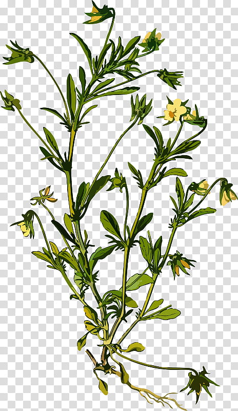 Summer Flower, Pansy, Medicinal Plants, Sweet Violet, Drawing, Wild Pansy, Violaceae, Leaf transparent background PNG clipart