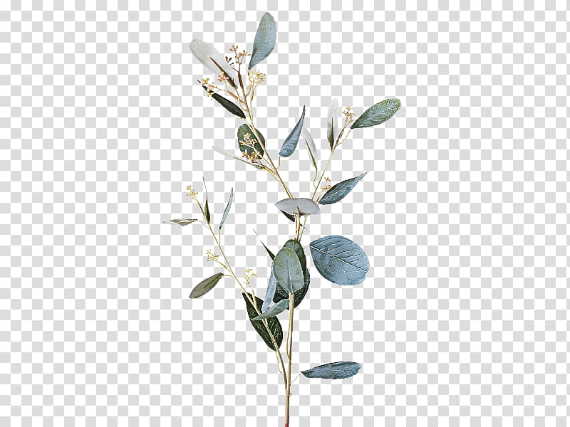 flower plant branch leaf twig, Tree, Plant Stem, Eucalyptus, Bud, Magnolia transparent background PNG clipart