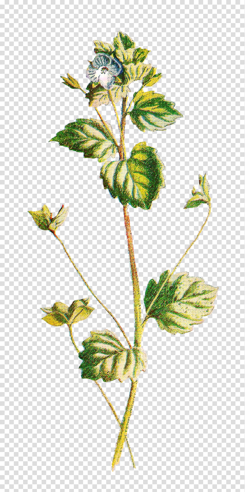 Background Flower, Alamy, Plants, Leaf, Herbalism, Plant Stem, 1000000, Speedwells transparent background PNG clipart