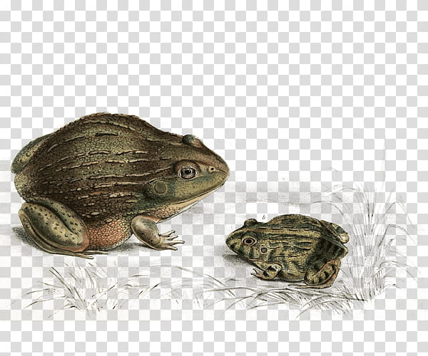 toad frog true frog bufo anaxyrus, True Toad, Bullfrog, Tortoise, Colorado River Toad transparent background PNG clipart