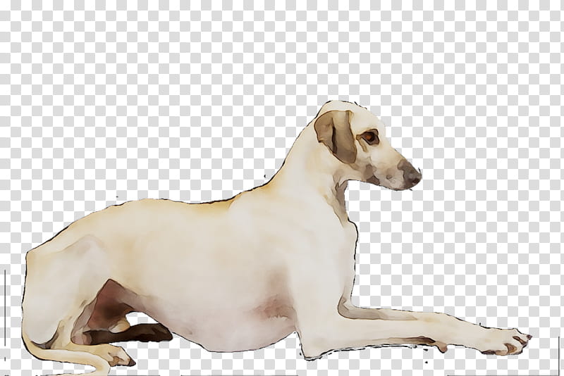 Cartoon Dog, Lurcher, Whippet, Italian Greyhound, Sloughi, Polish Greyhound, Azawakh, Saluki transparent background PNG clipart