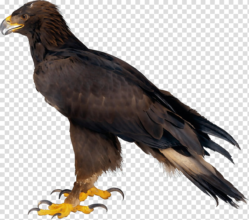 Golden, Watercolor, Paint, Wet Ink, Bald Eagle, Golden Eagle, , Computer Icons transparent background PNG clipart