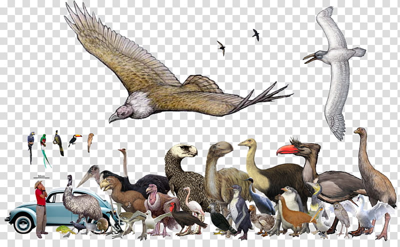 Sloth, Near Horn Beast, Bird, Animal, Rhinoceros, Elephant Bird, Human, Lion transparent background PNG clipart