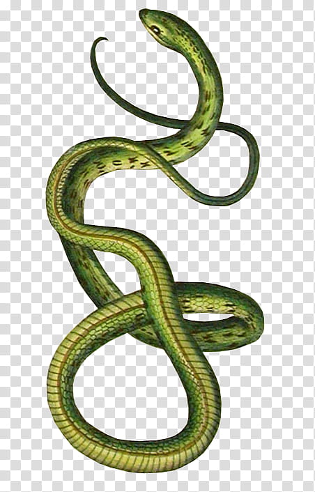 , green snake illustration transparent background PNG clipart