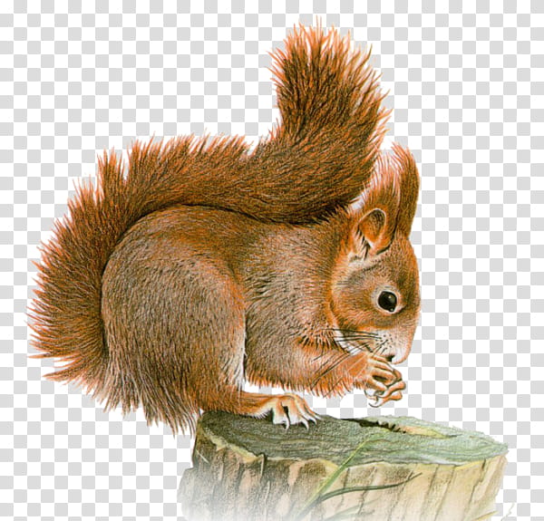 Red Tree, Squirrel, Chipmunk, Tree Squirrel, Animal, Groundhog, Artist, Eurasian Red Squirrel transparent background PNG clipart