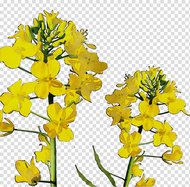 Flowers, Canola Oil, Field Mustard, Rapeseed, Yellow, Mustard Plant, Plant Stem, Cut Flowers transparent background PNG clipart