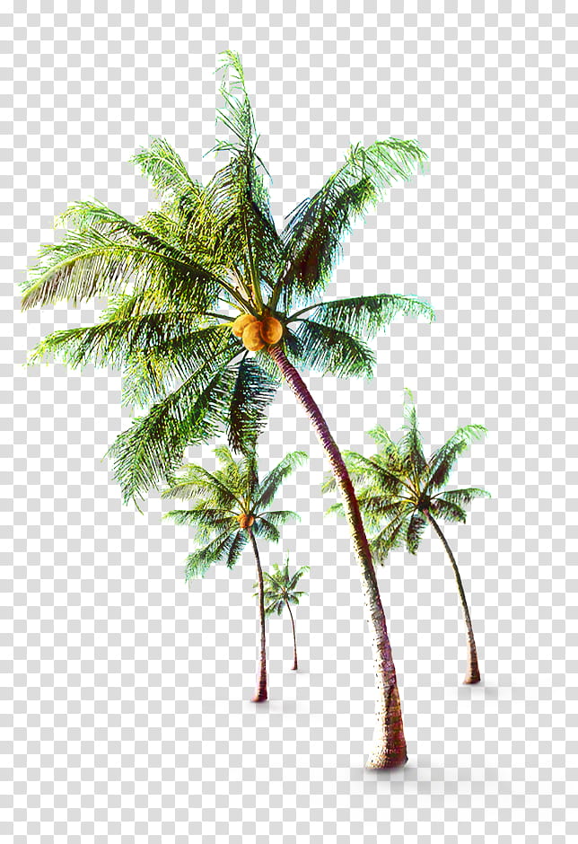 Coconut Leaf Drawing, Palm Trees, Fruit, Blue Coconut Tree, Date Palm, Branch, Arecales, Vegetation transparent background PNG clipart