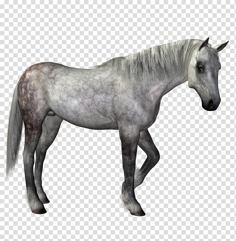 horse dapple grey, gray horse art transparent background PNG clipart