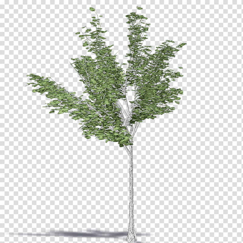 Family Tree, Twig, Paper Birch, Leaf, Plant Stem, Pine, Shrub, Plants transparent background PNG clipart