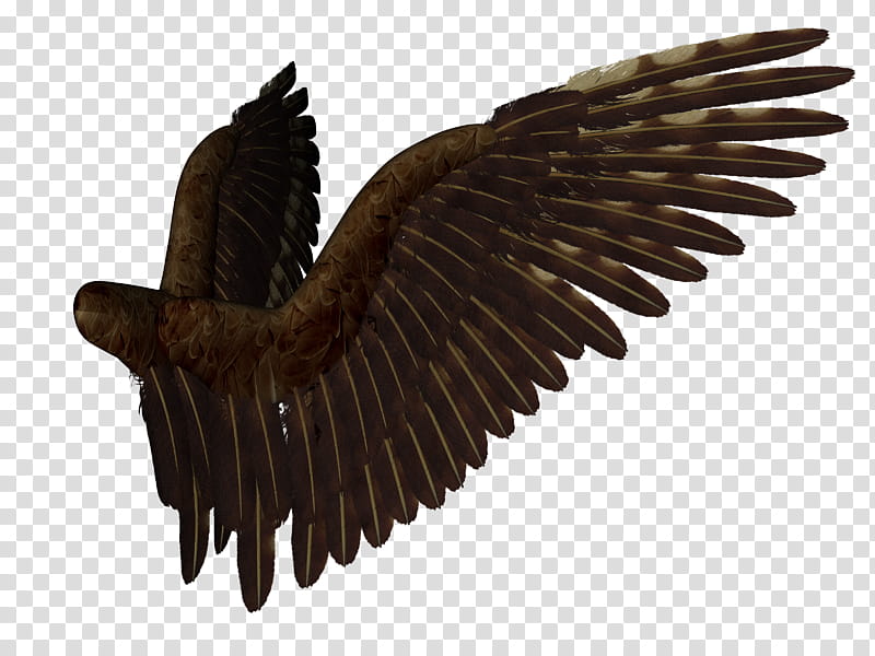 Feathered Wings  , brown wings transparent background PNG clipart