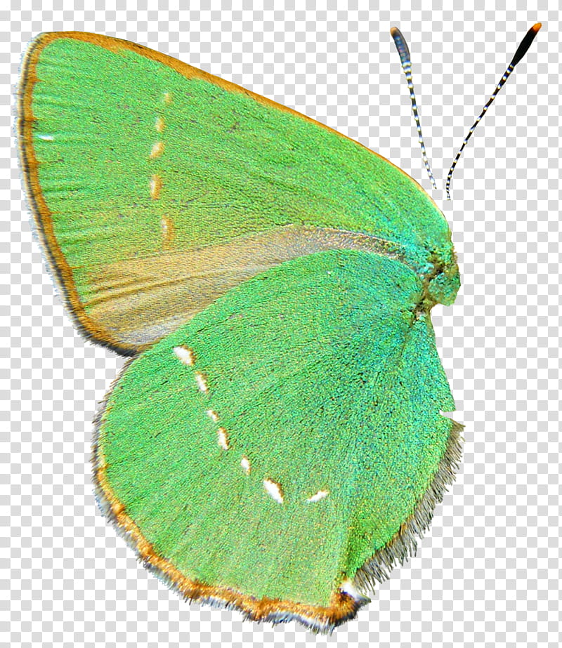 buterfly green wing transparent background PNG clipart