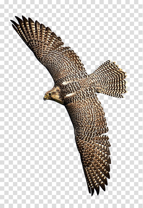 Cartoon Bird, Bird Of Prey, Falcon, Hawk, Eagle, Peregrine Falcon, Falconry, Beak transparent background PNG clipart