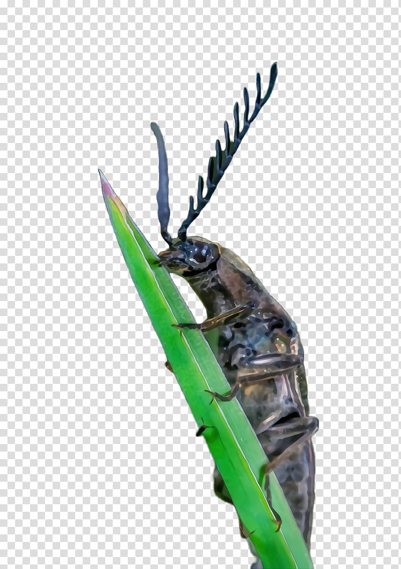 insect beetle blister beetles pest bug, Watercolor, Paint, Wet Ink, Jewel Beetles transparent background PNG clipart
