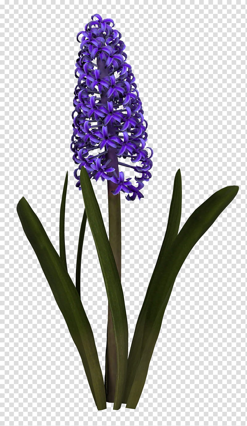 Hyacinth, lavender flower transparent background PNG clipart