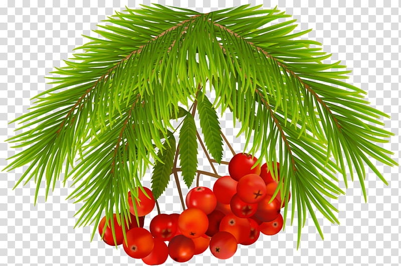 Christmas Tree Drawing, Christmas Day, Fruit, Food, Fruit Tree, Berries, Evergreen, Conifer Cone transparent background PNG clipart