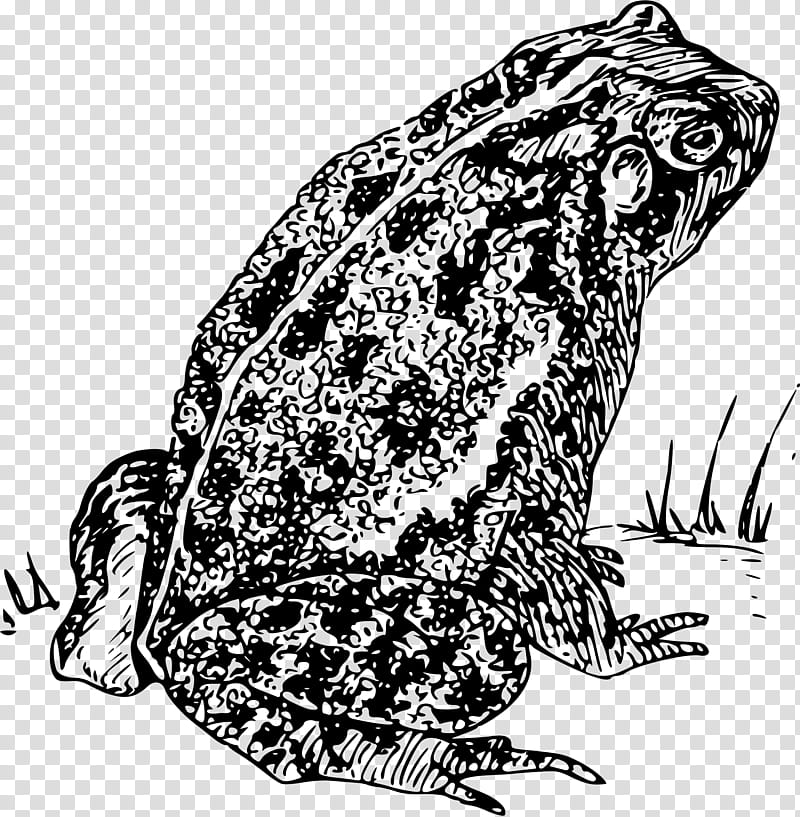 Frog, Amphibians, Toad, Frog And Toad, Suriname Toad, Drawing, American Toad, Anaxyrus transparent background PNG clipart