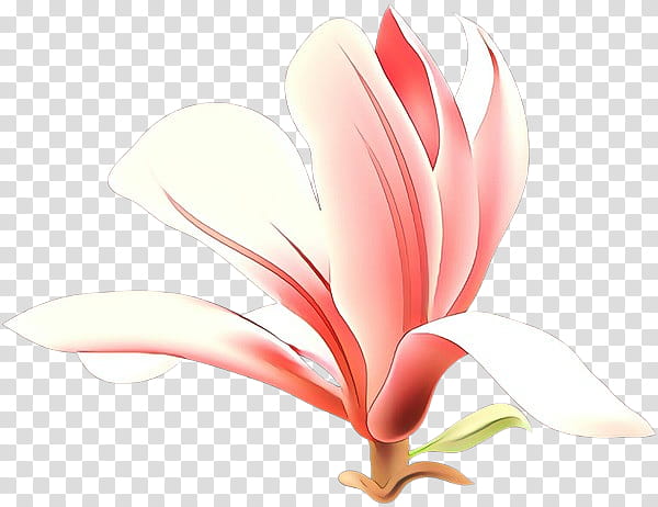 petal flower plant flowering plant pink, Cartoon, Pedicel, Magnolia, Magnolia Family, Anthurium transparent background PNG clipart