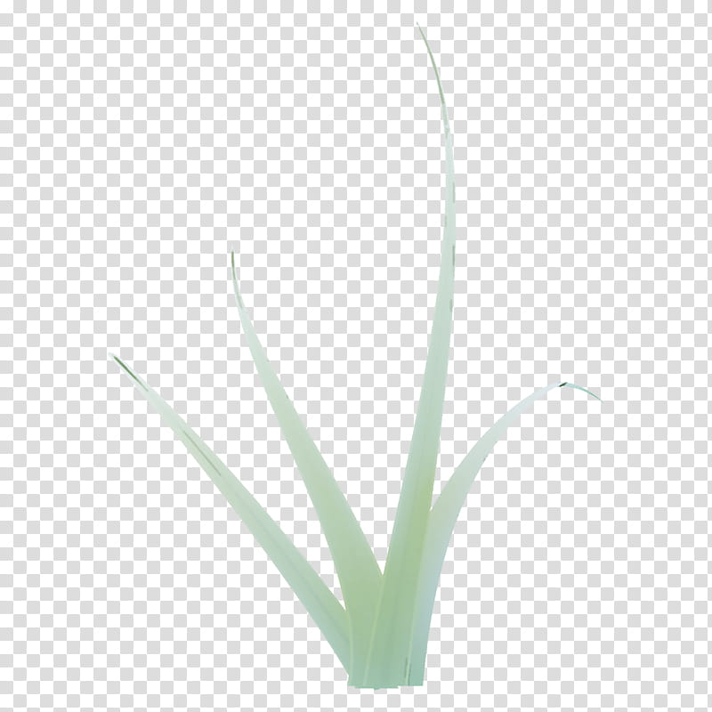 plant flower leaf grass agave, Aloe, Perennial Plant, Xanthorrhoeaceae transparent background PNG clipart