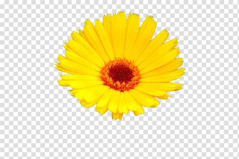 Flowers, yellow aster transparent background PNG clipart