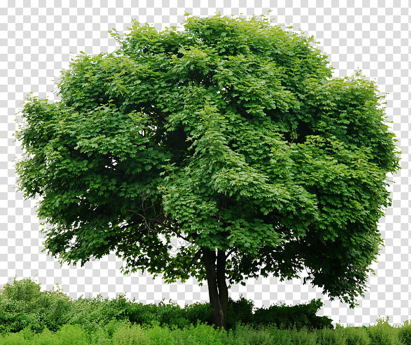 HD Tree Full Render, green leafed tree transparent background PNG clipart