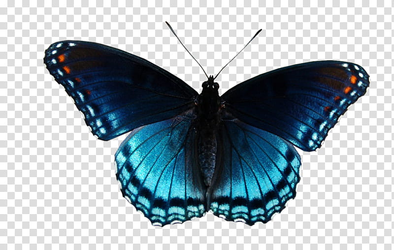 Butterfly, Limenitis Arthemis, Monarch Butterfly, Butterflies, Menelaus Blue Morpho, Digital Art, Moths And Butterflies, Insect transparent background PNG clipart