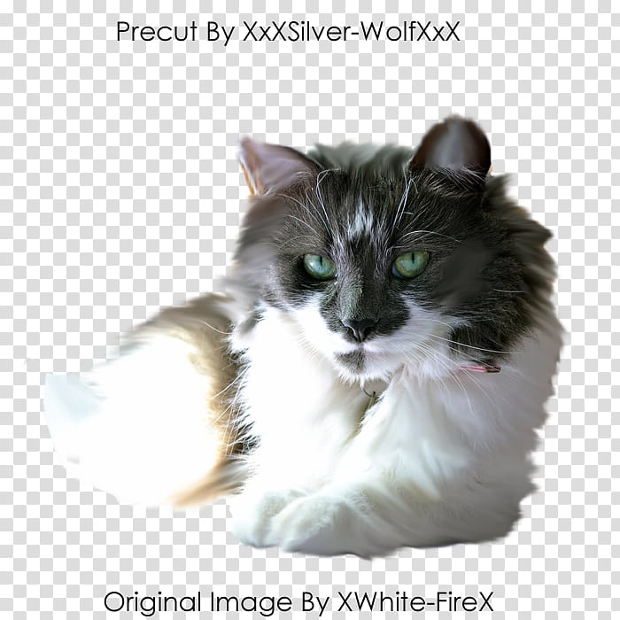 Precut Cat, white and black cat transparent background PNG clipart
