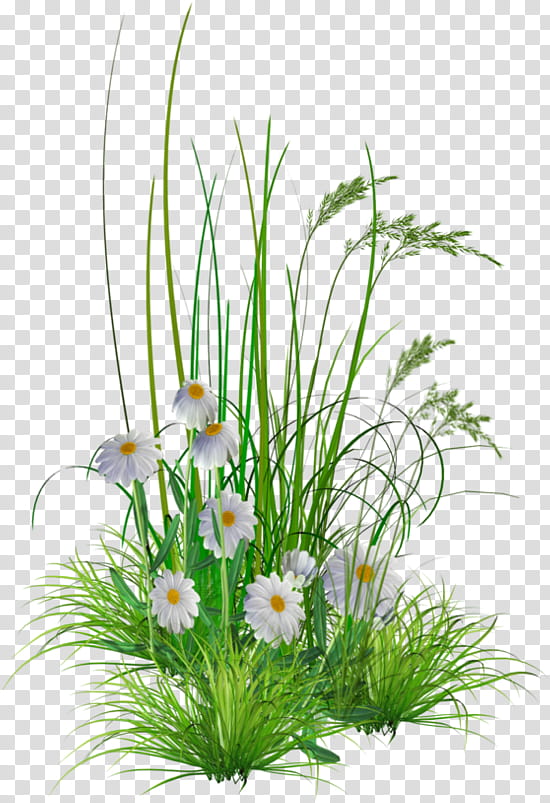 Flowers, Flower Garden, Lawn, Plants, Grass, Begonia, Flowerpot, Grass Family transparent background PNG clipart